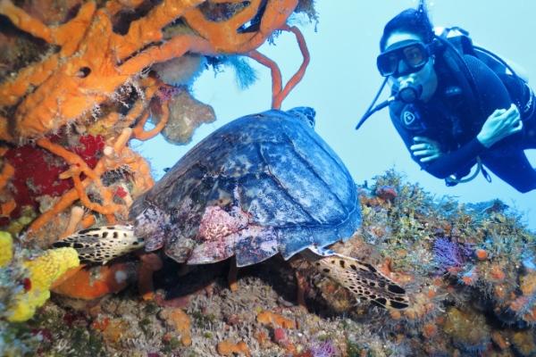 Paquete de Buceo 432 Cozumel Hotel & Resort